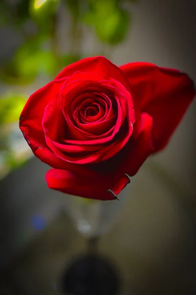Szelektív Fókusz Lövés Egy Gyönyörű Aromás Virágzó Vörös Rózsa Üveg — Stock Fotó
