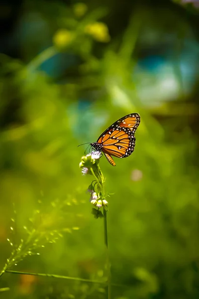 Tiro Seletivo Foco Uma Borboleta Bonita Que Poliniza Stamen Uma — Fotografia de Stock