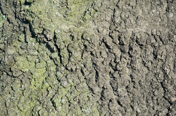 Primer Plano Una Textura Corteza Árbol Viejo Para Fondos Texturas — Foto de Stock