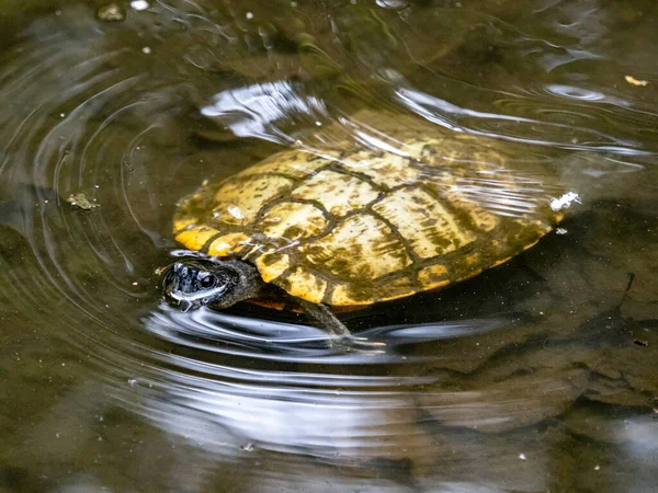 Nahaufnahme Einer Schildkröte Die Einem Japanischen Teich Schwimmt — Stockfoto