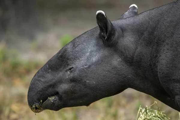 Eine Nahaufnahme Des Malaysischen Tapirs — Stockfoto