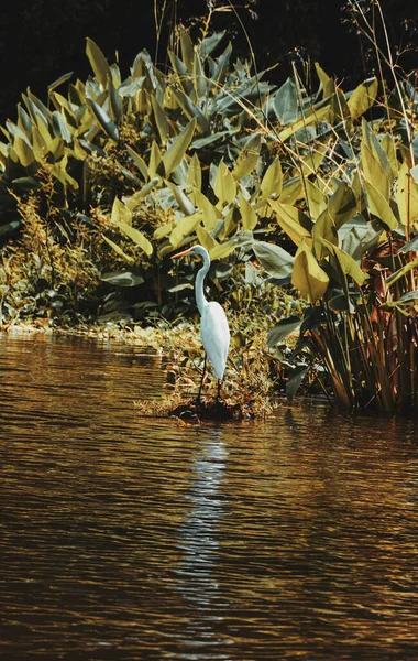 Coup Vertical Aigrette Près Lac — Photo