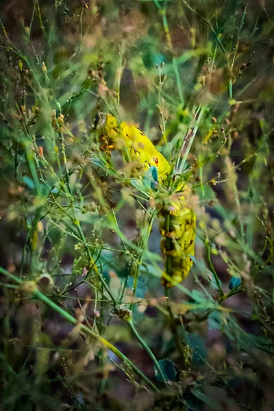 Wybiórcze Ujęcie Żółtej Gąsienicy Czarnymi Kropkami Pełzającymi Trawie — Zdjęcie stockowe