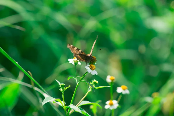 在模糊的背景下 一只小乌龟在花朵上的特写镜头 — 图库照片