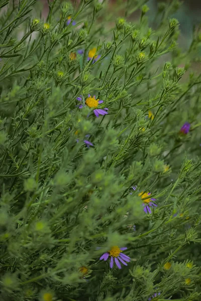 Eine Vertikale Aufnahme Der Wunderschönen Lila Aromatischen Blüten Mit Einem — Stockfoto