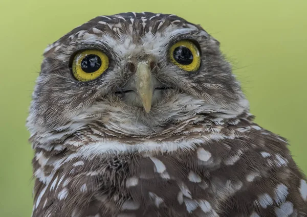 Closeup Shot Owl Blurred Background — Stock Photo, Image