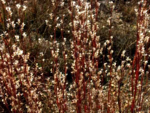 Primer Plano Hierba Andropogon Gerardi — Foto de Stock