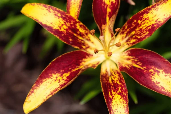 Вибірковий Фокус Зображення Квітучої Квітки Лілії — стокове фото