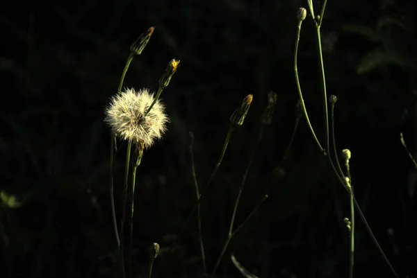 Eine Nahaufnahme Eines Löwenzahns Auf Einem Feld Vor Dunklem Hintergrund — Stockfoto