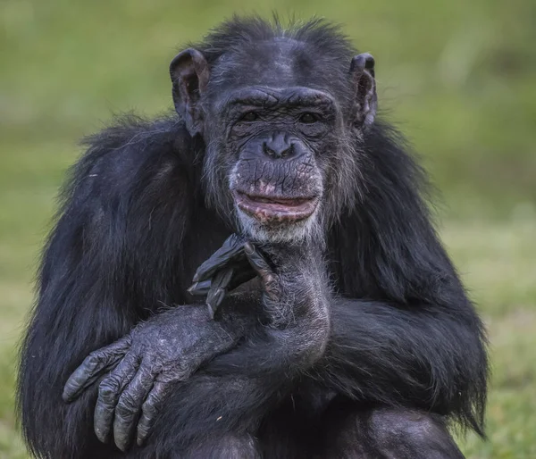 Eine Nahaufnahme Eines Schimpansen Der Mit Seinem Niedlichen Gesicht Auf — Stockfoto