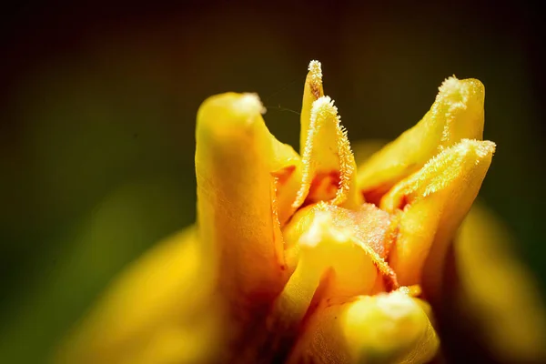 Enfoque Selectivo Una Floreciente Pabstiella Wawraeana — Foto de Stock