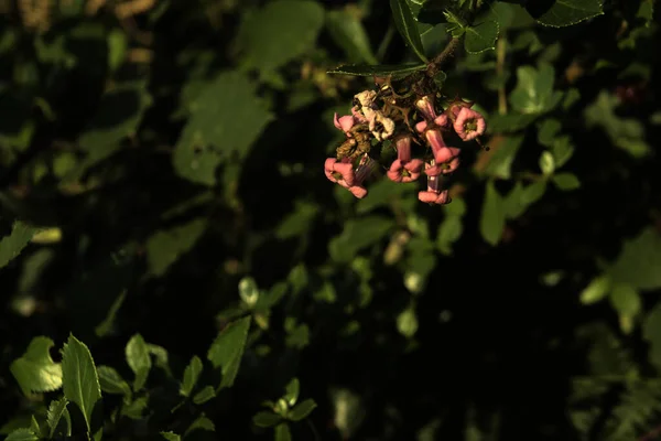 Eine Nahaufnahme Von Escallonia Rubra Blüten Auf Einem Feld Sonnenlicht — Stockfoto