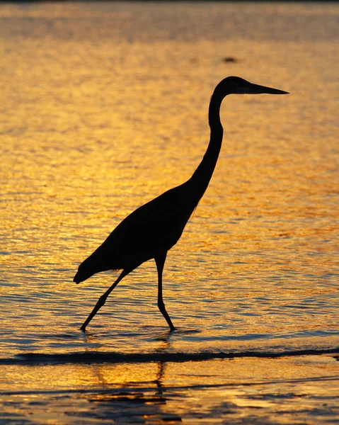 Una Silueta Una Garza Azul Playa Atardecer —  Fotos de Stock