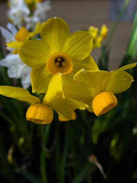 Крупный План Желтых Цветов Нарциссов Саду — стоковое фото