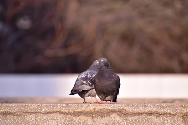 两只鸽子在一个模糊的背景上的石碑上 — 图库照片