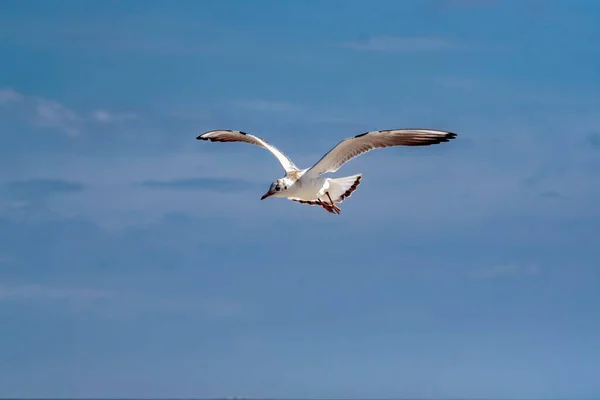 Une Belle Vue Sur Une Mouette Dans Vol — Photo