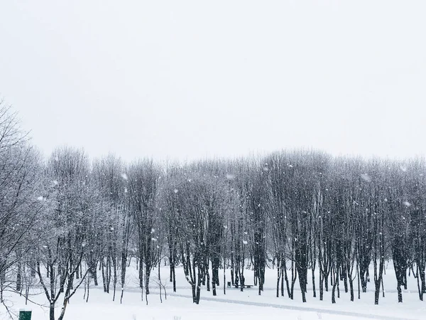 Vacker Snöig Vinter Landskap Skog Vitryssland — Stockfoto