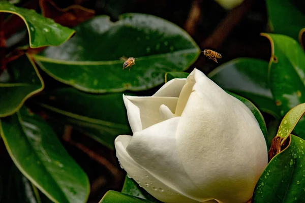 Eine Nahaufnahme Von Bienen Die Die Magnolienblüte Fliegen — Stockfoto