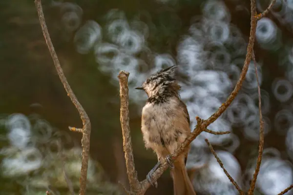 European Crested Tit Perching Tree Branch — стокове фото