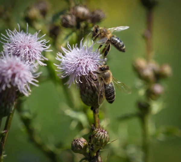 Detailní Záběr Včel Sbírajících Nektar Chocholatém Bodláku — Stock fotografie