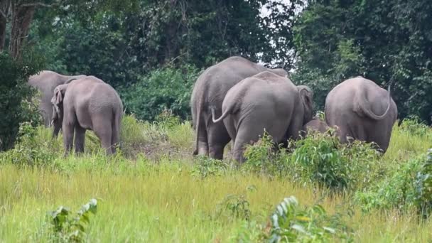 Grupo Elafantes Habitat Natural — Vídeo de Stock