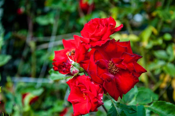 Selektiv Fokusbild Röda Vissna Rosor Som Växer Trädgården — Stockfoto