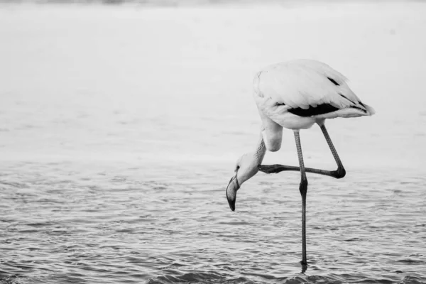 Szary Kadr Pięknego Flaminga Stojącego Plaży Drapiącego Się Szyi — Zdjęcie stockowe