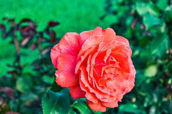 Selective Focus Shot Beautiful Pink Rose Growing Garden — Stock Photo, Image