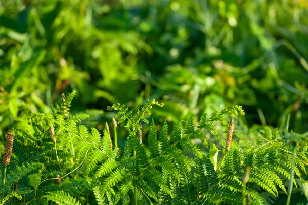 Zbliżenie Pięknych Zielonych Liści Paproci Słońcu — Zdjęcie stockowe