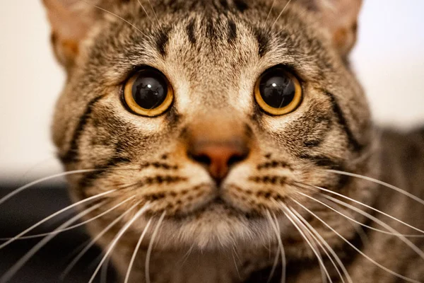 Närbild Skott Bedårande Brun Randig Katt Med Uppmärksam Look — Stockfoto