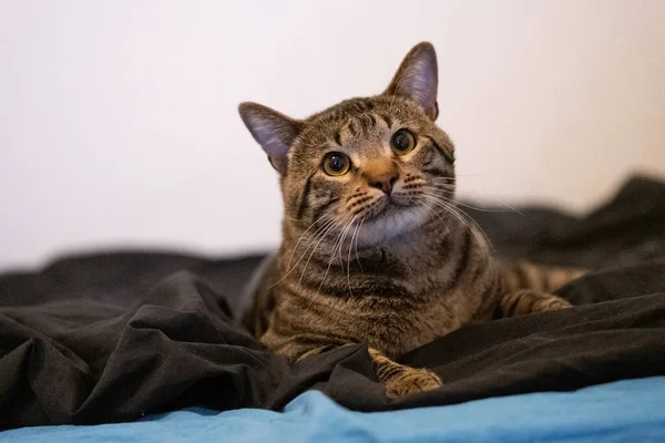 Retrato Adorable Gato Rayas Acostado Sobre Suave Manta Marrón —  Fotos de Stock