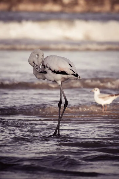 Pionowe Ujęcie Białego Flaminga Mewą Stojącą Falistej Plaży — Zdjęcie stockowe