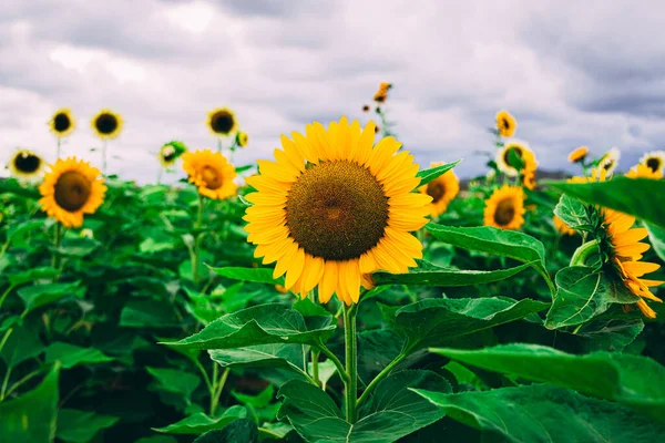 Hermoso Campo Girasoles Con Brillantes Girasoles Densos Bajo Cielo Sombrío —  Fotos de Stock