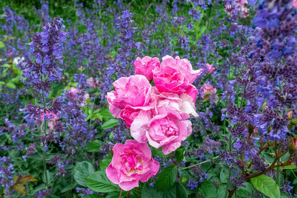 Primer Plano Rosas Marchitas Rosadas Catnips Violetas Creciendo Jardín — Foto de Stock