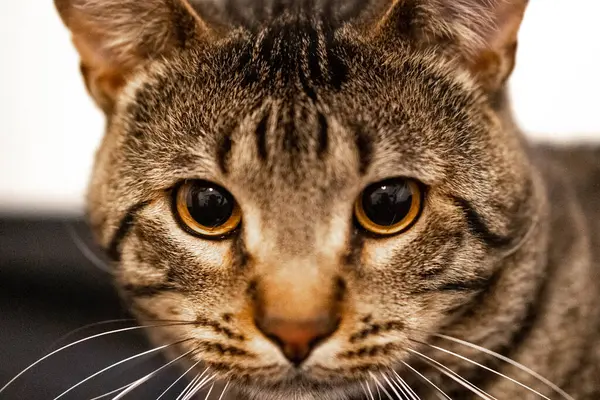 Primer Plano Adorable Gato Rayas Marrones Con Una Mirada Atenta — Foto de Stock