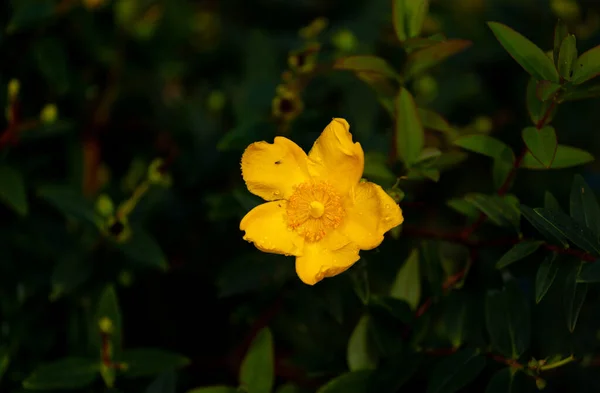 Eine Blume Aus Johanniskraut Blüht Garten — Stockfoto