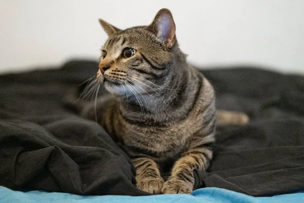 Ett Porträtt Bedårande Randig Katt Som Ligger Den Mjuka Bruna — Stockfoto