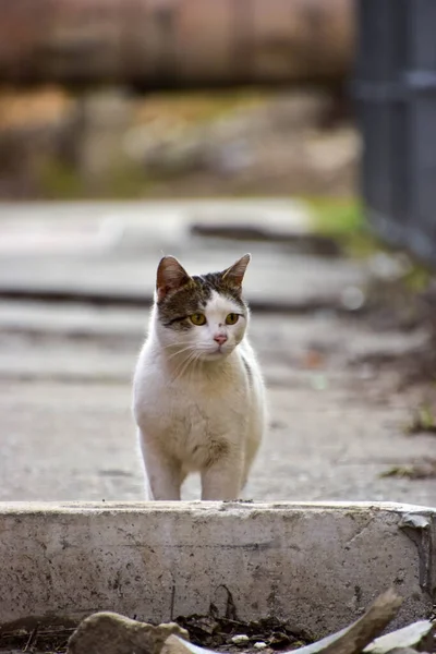 Colpo Verticale Gattino Carino Una Strada — Foto Stock