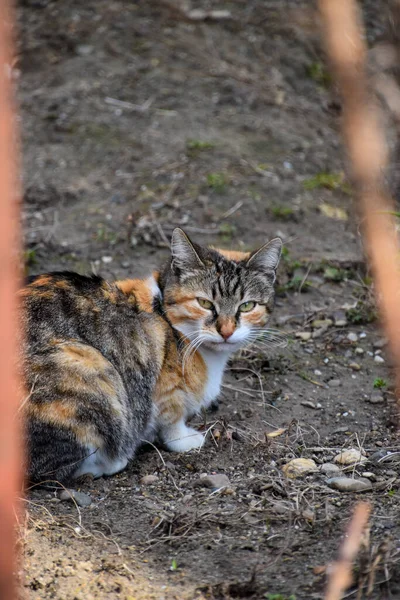 屋外に座ってかわいい猫の垂直ショット — ストック写真