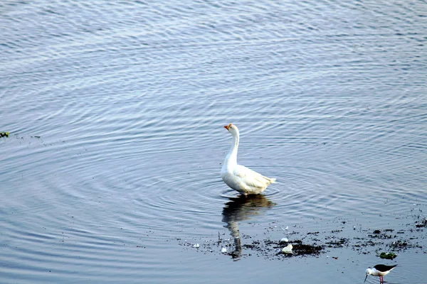 Naturskön Över Vit Gås Som Reflekteras Vattenyta — Stockfoto