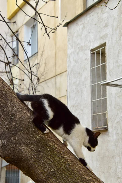 Tiro Vertical Gato Bajando Por Árbol — Foto de Stock