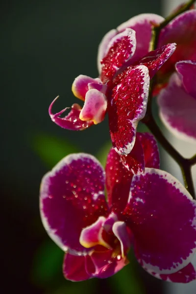 Colpo Verticale Bei Fiori Orchidea Con Gocce Rugiada Giardino — Foto Stock