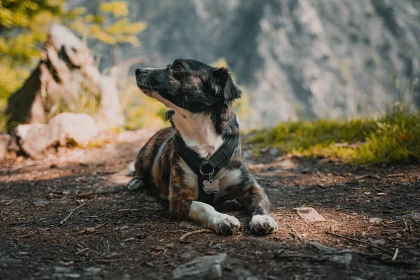 Harz Γερμανία Ιουν 2021 Ένα Κοντινό Πλάνο Του Χαριτωμένου Σκύλου — Φωτογραφία Αρχείου