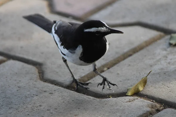 Tiro Close Pássaro Magpie Empoleirado Estrada Pavimentada Sob Luz Solar — Fotografia de Stock