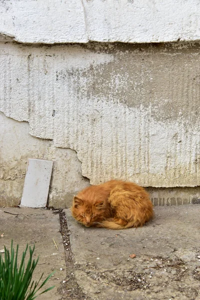 Vertical Shot Homeless Ginger Cat Sleeping Street — Stock Photo, Image