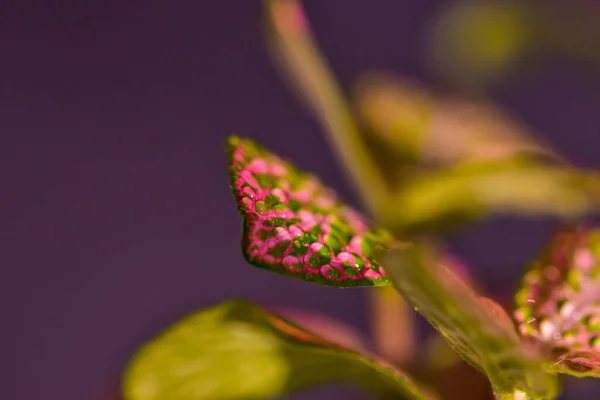 水生植物の葉 — ストック写真