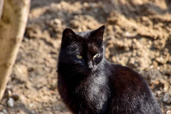 Chat Noir Moelleux Extérieur Par Une Journée Ensoleillée — Photo