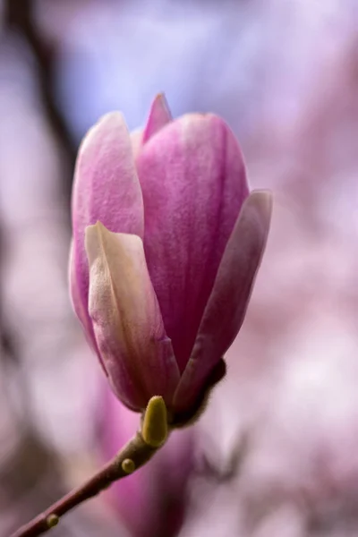 Tiro Vertical Uma Flor Magnólia — Fotografia de Stock