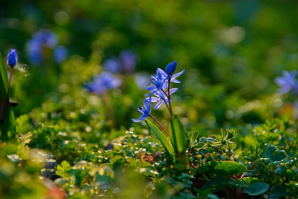 Eine Schöne Aufnahme Eines Gartens Voller Lila Blumen Während Des — Stockfoto