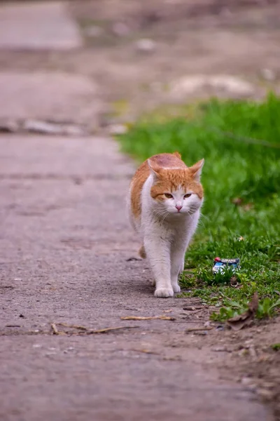 Vertikální Záběr Zázvorové Kočky Kráčející Ulici — Stock fotografie